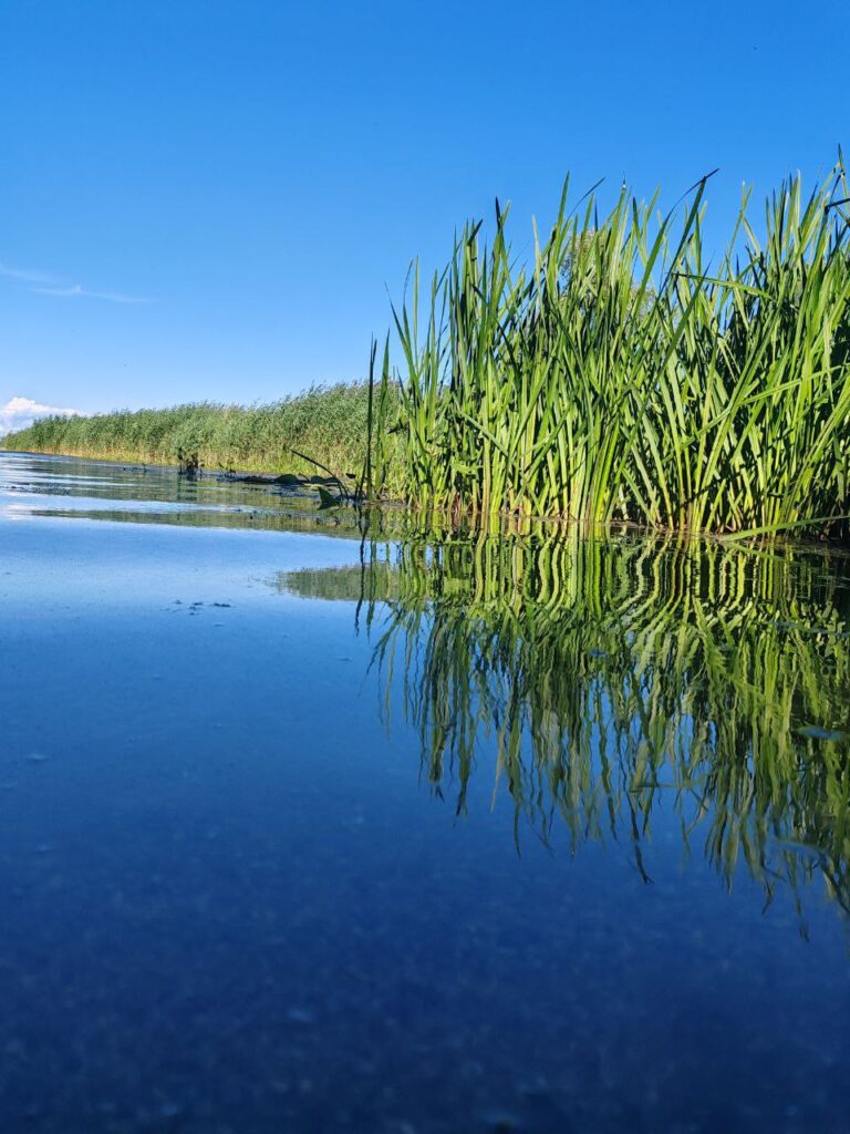 Растения из воды
